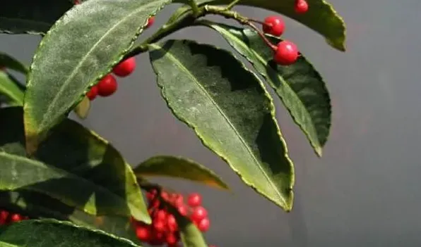 朱砂根种植方法 | 妙招大全
