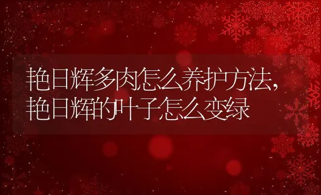 艳日辉多肉怎么养护方法,艳日辉的叶子怎么变绿 | 养殖学堂