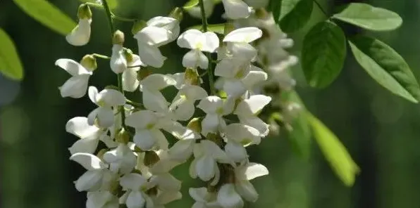 洋槐花有毒吗，全株都不存在任何毒性 | 妙招大全