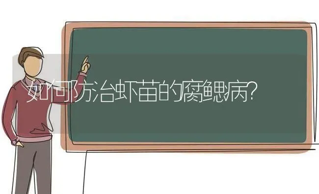 如何防治虾苗的腐鳃病? | 养殖知识