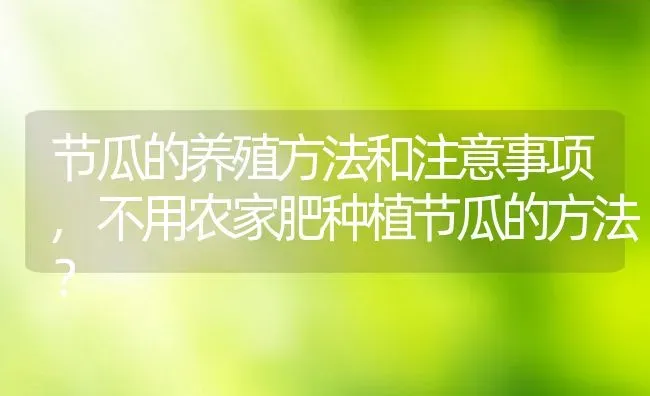 节瓜的养殖方法和注意事项,不用农家肥种植节瓜的方法？ | 养殖科普
