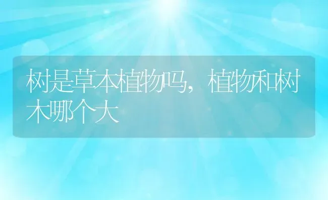 树是草本植物吗,植物和树木哪个大 | 养殖学堂
