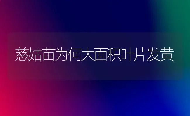 慈姑苗为何大面积叶片发黄 | 养殖知识