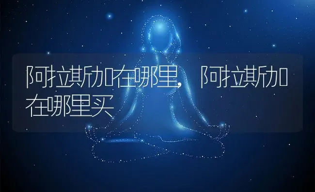 阿拉斯加在哪里,阿拉斯加在哪里买 | 养殖科普