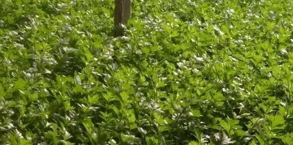 春季芹菜种植管理要点分析 | 实用知识