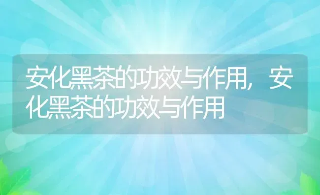 安化黑茶的功效与作用,安化黑茶的功效与作用 | 养殖科普