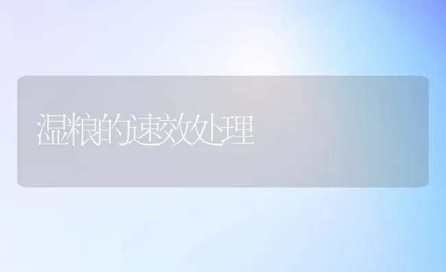 湿粮的速效处理 | 养殖知识