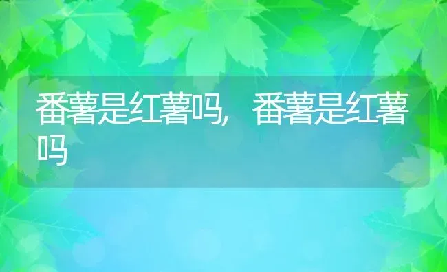 番薯是红薯吗,番薯是红薯吗 | 养殖科普