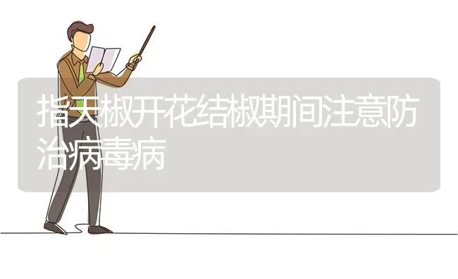 指天椒开花结椒期间注意防治病毒病 | 养殖技术大全
