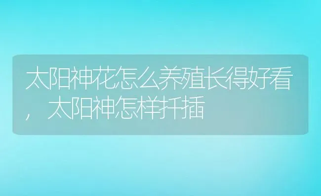 太阳神花怎么养殖长得好看,太阳神怎样扦插 | 养殖科普