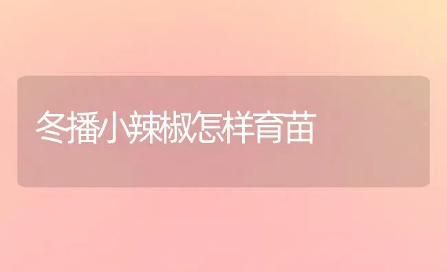 冬播小辣椒怎样育苗 | 养殖知识