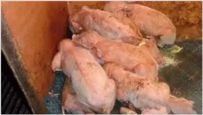 冬季如何预防仔猪腹泻 | 农广天地