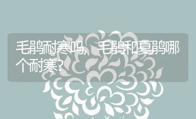 毛鹃耐寒吗,毛鹃和夏鹃哪个耐寒？ | 养殖科普