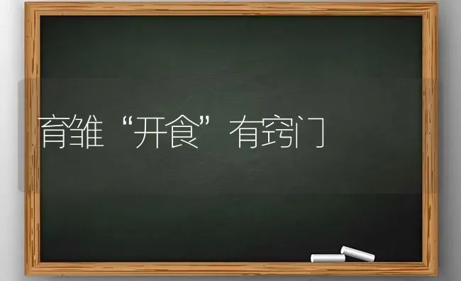 育雏“开食”有窍门 | 养殖知识