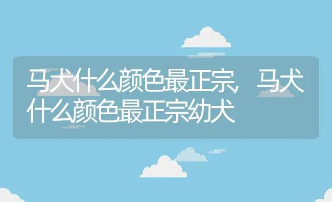 马犬什么颜色最正宗,马犬什么颜色最正宗幼犬 | 养殖资料