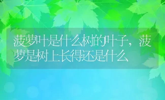 菠萝叶是什么树的叶子,菠萝是树上长得还是什么 | 养殖学堂