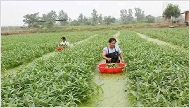 空心菜高产栽培注意什么 | 妙招大全