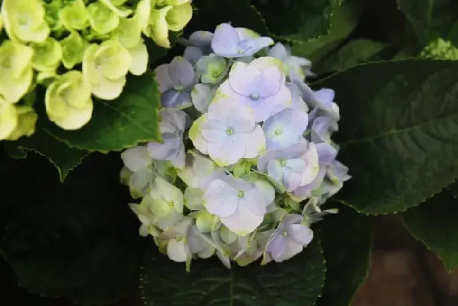 绣球花冬天能在外面过冬吗,冬季绣球花小苗要搬进家来养吗？