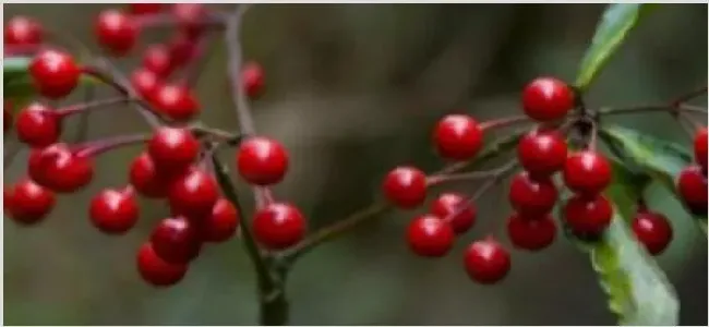 朱砂根种植方法 | 妙招大全