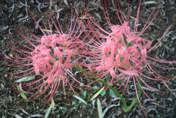 彼岸花家里可以养吗,黄色的彼岸花能种在家里吗？