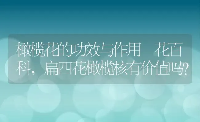 橄榄花的功效与作用–花百科,扁四花橄榄核有价值吗？ | 养殖科普