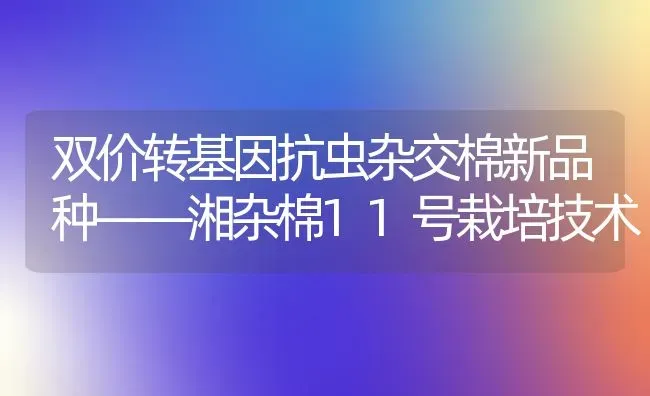 双价转基因抗虫杂交棉新品种——湘杂棉11号栽培技术 | 养殖知识