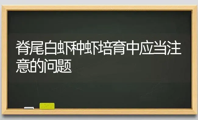 脊尾白虾种虾培育中应当注意的问题 | 养殖技术大全