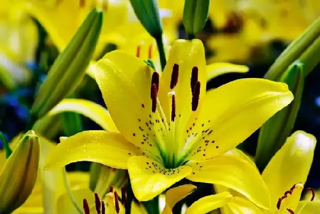 黄百合花的寓意,金黄色百合什么寓意？