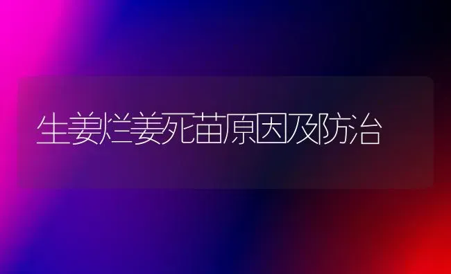 生姜烂姜死苗原因及防治 | 养殖知识