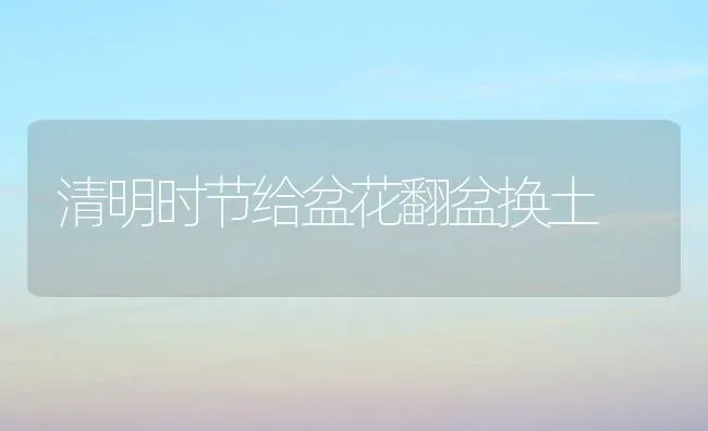 清明时节给盆花翻盆换土 | 养殖知识