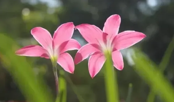 风雨兰不开花是什么原因 | 农广天地