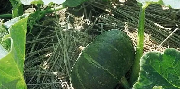 倭瓜生种植环境及管理要点介绍 | 农广天地