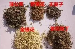 五味消毒饮治痈疮的方法 | 三农知识