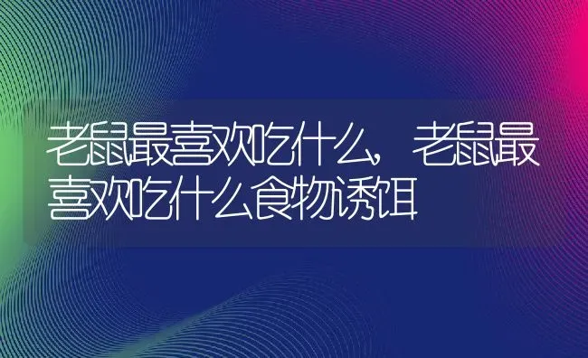 老鼠最喜欢吃什么,老鼠最喜欢吃什么食物诱饵 | 养殖科普