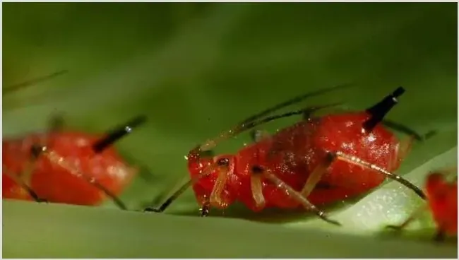 蚜虫的生物防治方法 | 实用知识