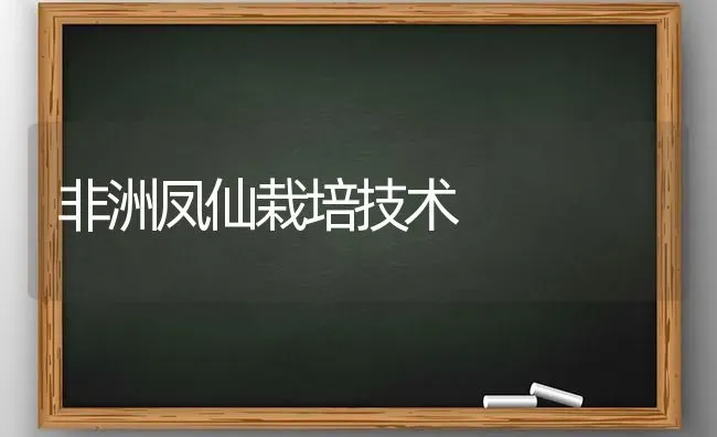 非洲凤仙栽培技术 | 养殖技术大全