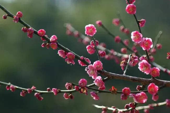 梅花什么品种最好,什么红梅花大又好看？