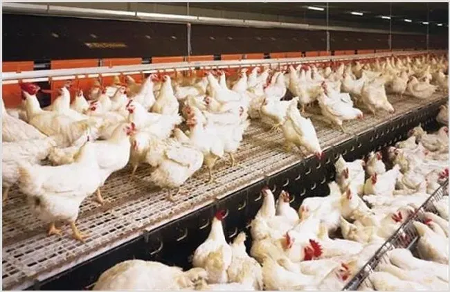 肉鸡养殖如何提升产量 肉鸡产量低该怎么办 | 常识大全