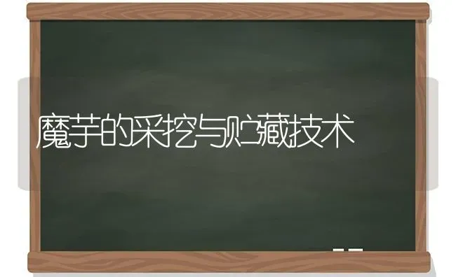 魔芋的采挖与贮藏技术 | 养殖技术大全