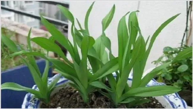忘忧草的养护方法 | 常识大全