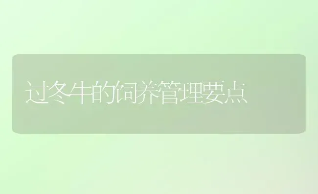 过冬牛的饲养管理要点 | 养殖知识