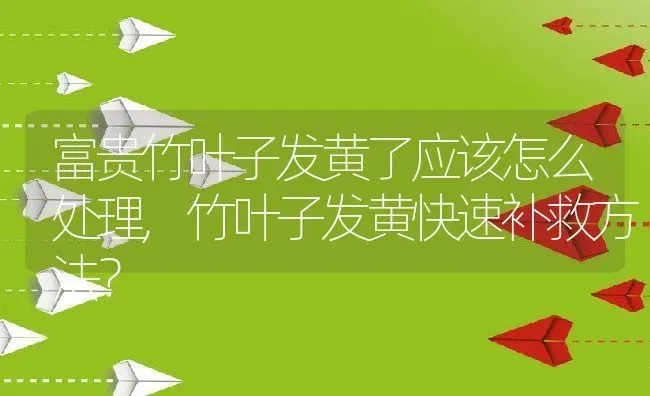 富贵竹叶子发黄了应该怎么处理,竹叶子发黄快速补救方法？ | 养殖科普