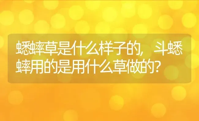 蟋蟀草是什么样子的,斗蟋蟀用的是用什么草做的？ | 养殖科普