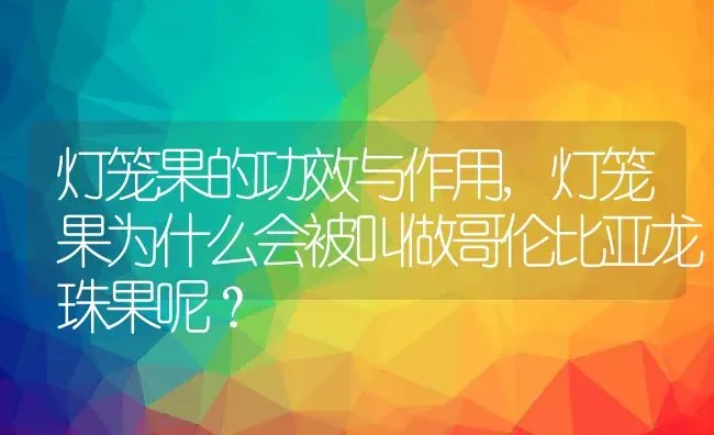 灯笼果的功效与作用,灯笼果为什么会被叫做哥伦比亚龙珠果呢？ | 养殖科普