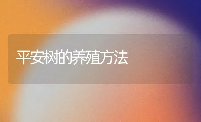 平安树的养殖方法 | 养殖技术大全