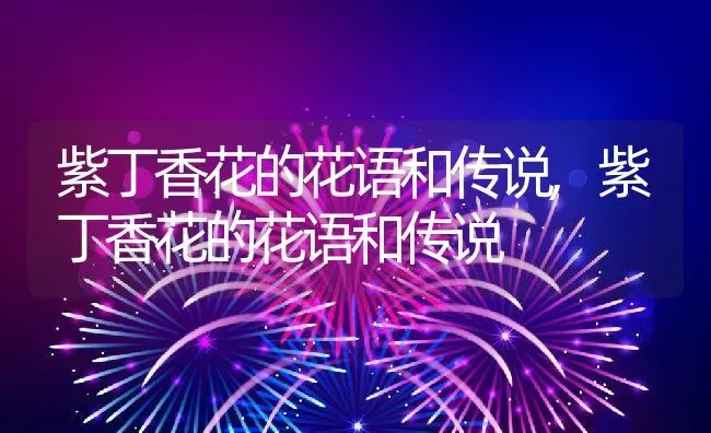 紫丁香花的花语和传说,紫丁香花的花语和传说 | 养殖科普