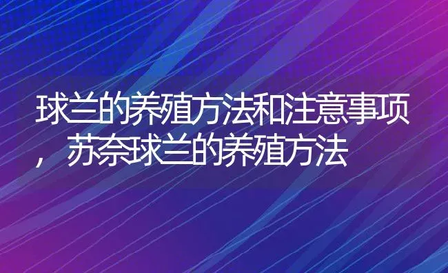 球兰的养殖方法和注意事项,苏奈球兰的养殖方法 | 养殖学堂