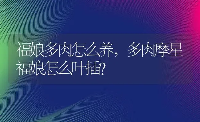 福娘多肉怎么养,多肉摩星福娘怎么叶插？ | 养殖科普