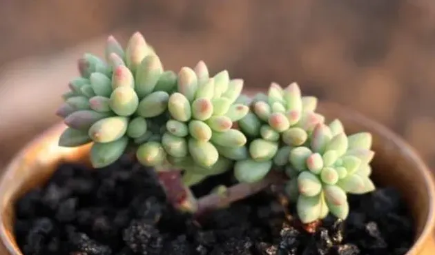 卧室内放什么绿色植物最好,家里养的绿色花多了会影响睡眠吗？