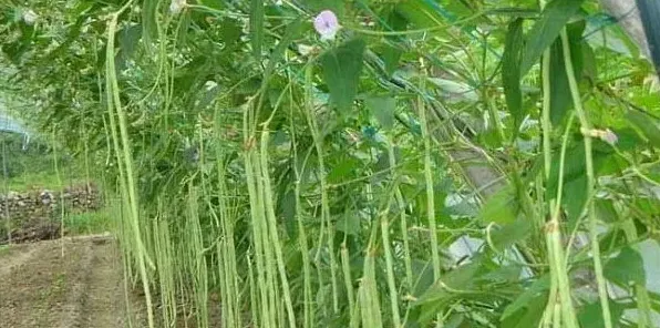 秋豆角种植时间和方法介绍 | 生活常识